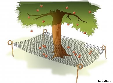 all-around-farm-fruit All Around the Farm: March 2017